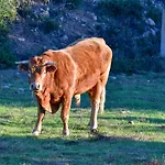 Agriturismo Sardo Farmház *