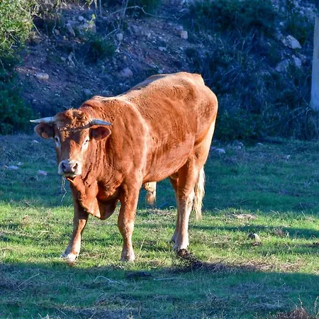Agriturismo Sardo Çiftlik konaklama *