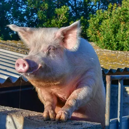 Agriturismo Sardo Lantgård